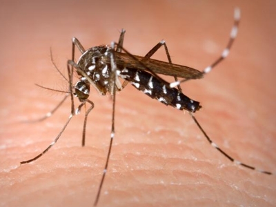 «Δεν έχει λήξει η ιστορία της ελονοσίας στη χώρα μας»
