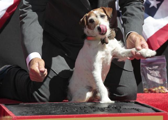 «Αστέρι»… ο Uggie