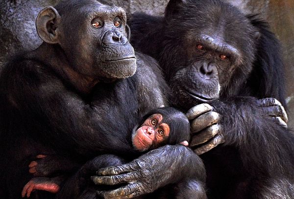 Προγενέστερος ο χωρισμός ανθρώπων και χιμπατζήδων