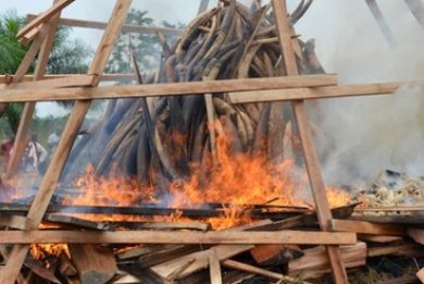 Στάχτη έκανε το ελεφαντόδοντο ο πρόεδρος της Γκαμπόν