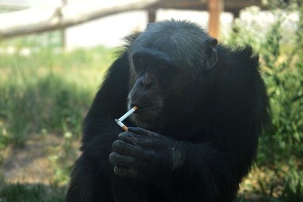 Χιμπατζήδες εθισμένοι στο τσιγάρο