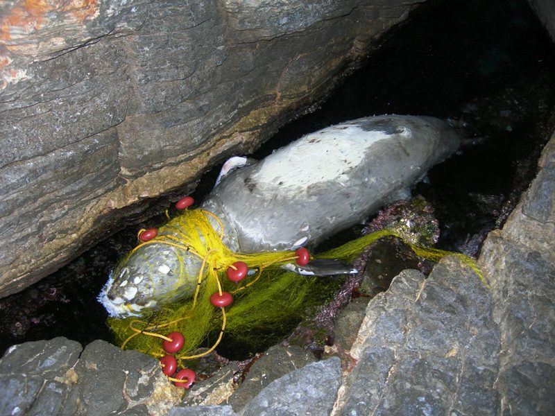 Μεσογειακή φώκια νεκρή στη Σάμο