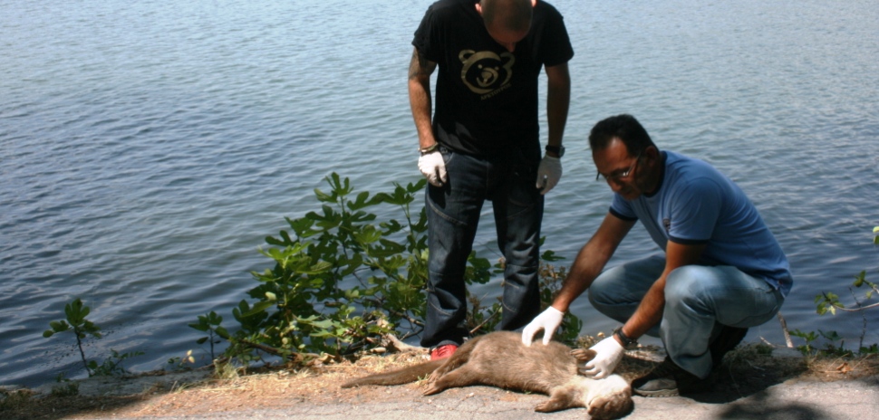 Νεκρή βίδρα σε αλιευτικά εργαλεία στη λίμνη της Καστοριάς