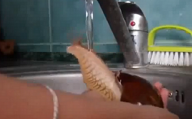 Το σαλιγκάρι που κάνει μπάνιο