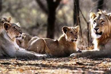 Οι περιβαλλοντολόγοι εκπέμπουν SOS για το ασιατικό λιοντάρι