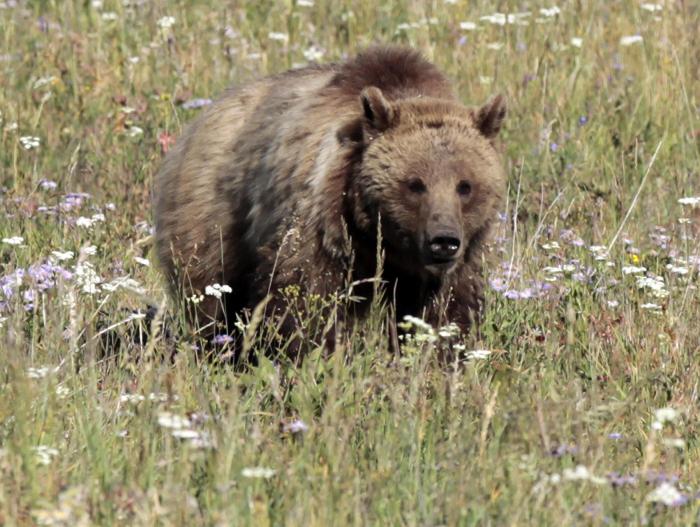 Αρκούδα έκοβε βόλτες στο Άργος Ορεστικού