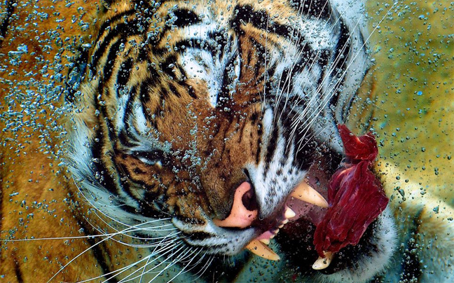 Τίγρης καταβροχθίζει το γεύμα της