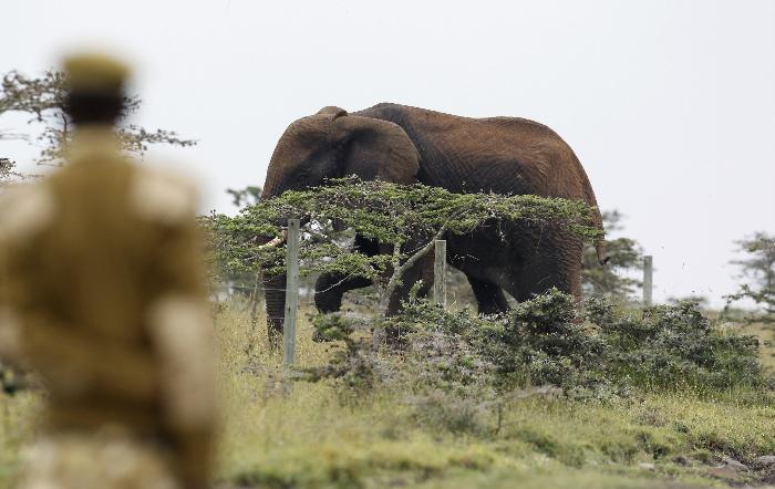 Η απόδραση των ελεφάντων