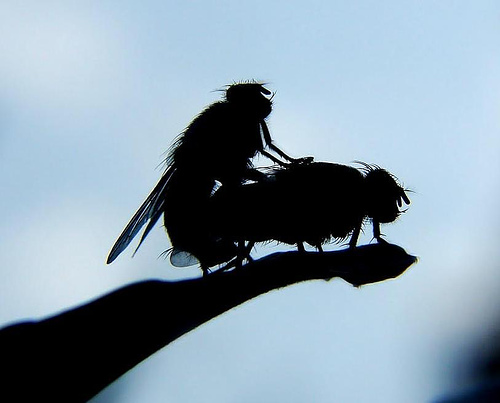 Οι μύγες κινδυνεύουν όταν κάνουν σεξ