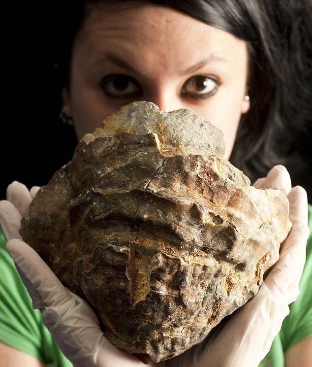 Βρέθηκε το μεγαλύτερο μαργαριτάρι του κόσμου;  