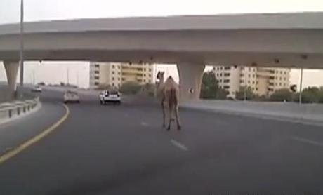 Τι μπορεί να δει κανείς σε αυτοκινητόδρομο του Ντουμπάι