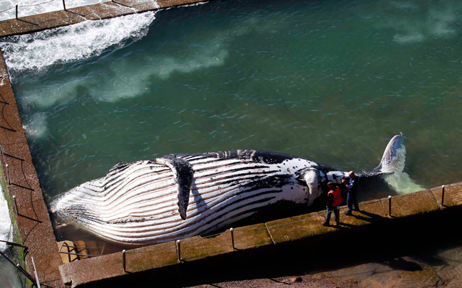 Φάλαινα τριάντα τόνων ξεβράστηκε στην ακτή