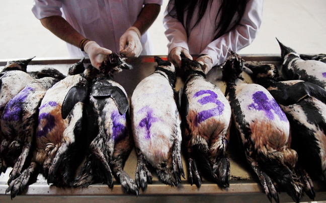 Νεκροί πιγκουίνοι σε ακτή της Χιλής