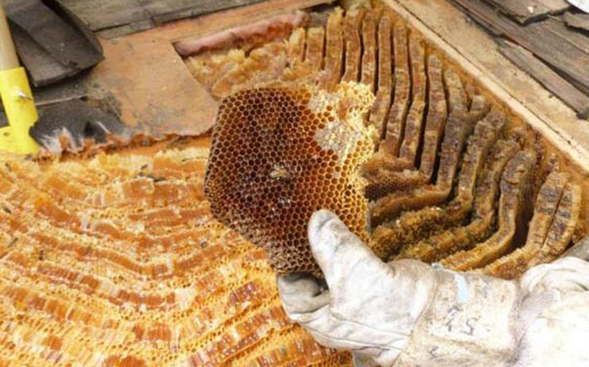 Πειραματικό μελισσοκομείο στο Τατόϊ