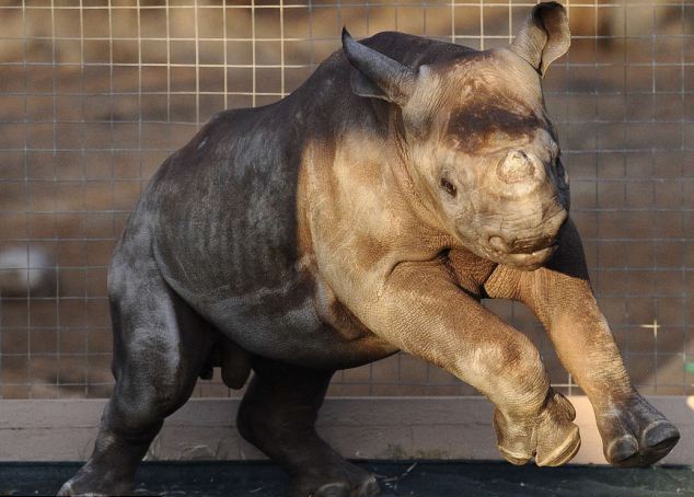 Ρινόκερος βρίσκει καταφύγιο σε ορφανοτροφείο
