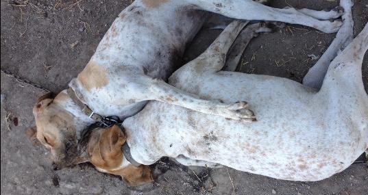 Δηλητηρίασαν σκυλιά στην Ερεσό Λέσβου