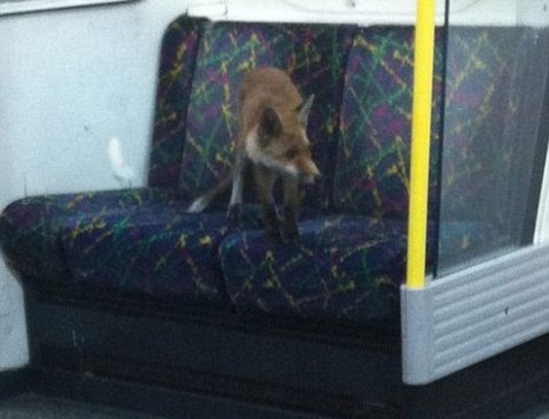 Μια αλεπού στο μετρό!