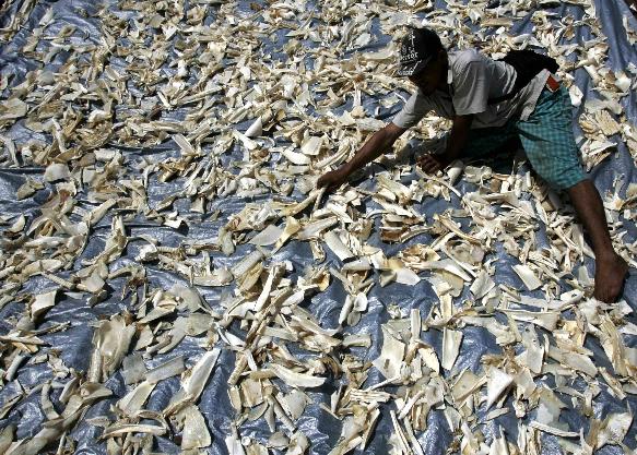 Απαγόρευση του «finning» στην Κόστα Ρίκα