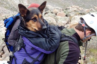 Το Διαδίκτυο σώζει σκύλο σε υψόμετρο 4.200 μέτρων