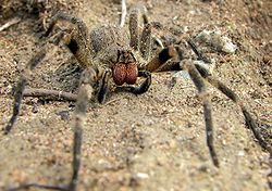 Δηλητηριώδης αράχνη γιατρεύει τη στυτική δυσλειτουργία
