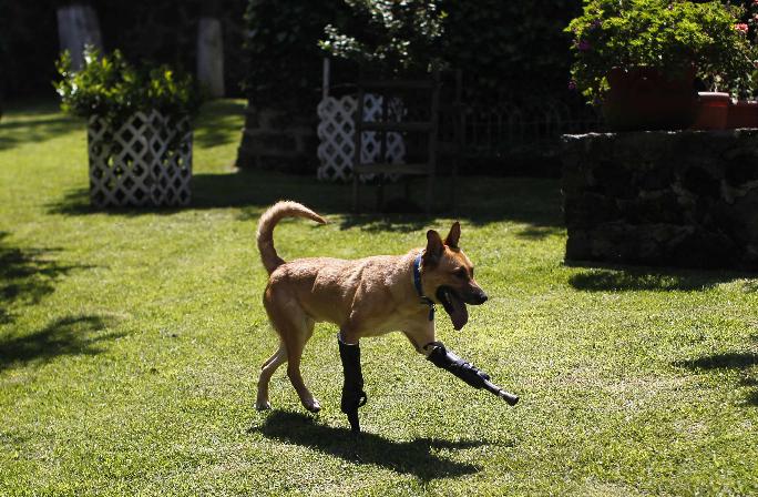 Νέα ζωή με προσθετικά πόδια για σκύλο στο Μεξικό