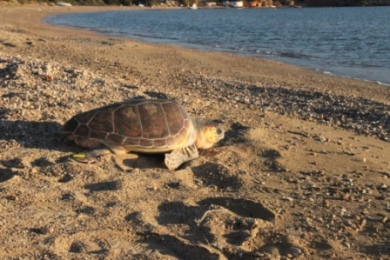 Βρέθηκαν νεκρές χελώνες στην Ηλεία