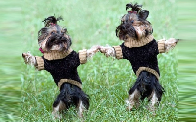 Dancing with… animals