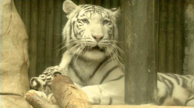 Τον τρόμο σκόρπισε σπάνια λευκή τίγρης