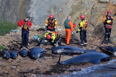 Φάλαινες πιλότοι ξεβράστηκαν στη Σκωτία