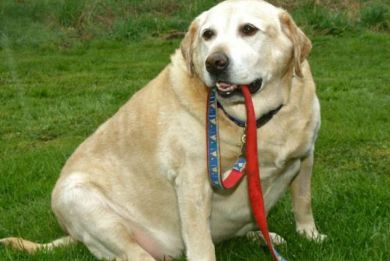 Επιχείρηση διάσωσης παχύσαρκου σκύλου