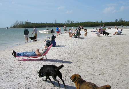 Παραλίες χωρίς μικρόβια χάρη στα σκυλιά