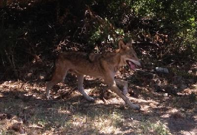 Ο λύκος έγινε… περδίκι!