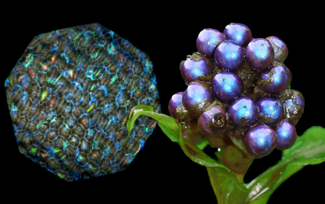 Ανακαλύφθηκε φρούτο με μπλε καρπούς!