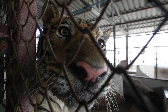 Φυλακισμένες τίγρεις στην Ταϊλάνδη