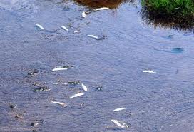 Νεκρά ψάρια στον ποταμό Καλέντζη
