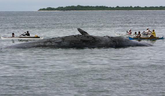 Βρήκαν φάλαινα να επιπλέει νεκρή