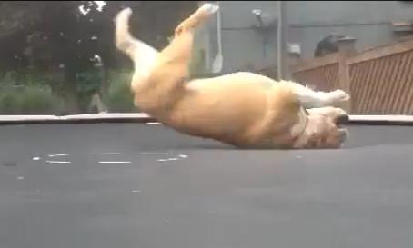 Ο σκύλος που κάνει τραμπολίνο