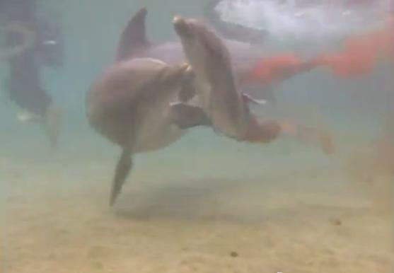 Υποβρύχιο βίντεο με τη γέννηση δελφινιού!