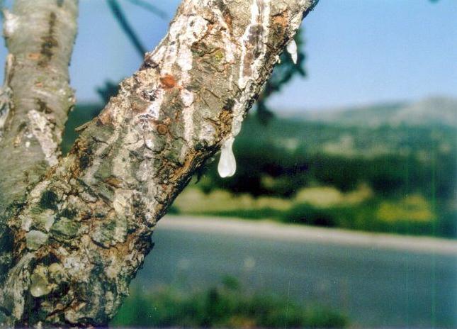 Μείωση της παραγωγής μαστίχας στη Χίο