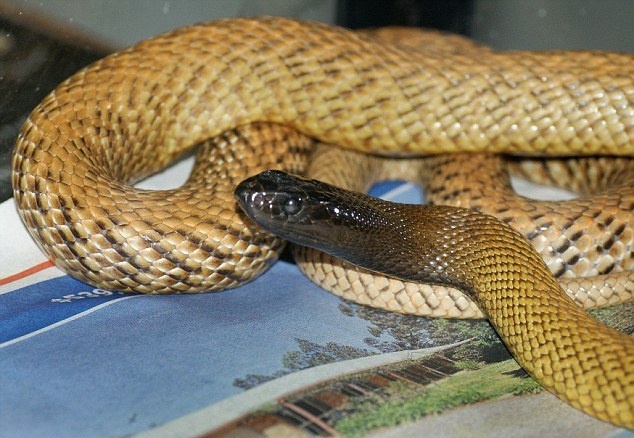 Τον δάγκωσε ένα από τα πιο δηλητηριώδη φίδια του κόσμου