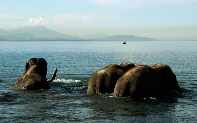 Τρεις ελέφαντες απολαμβάνουν το μπάνιο τους