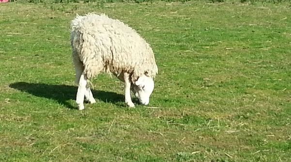 Πρόβατο γεννήθηκε με το κεφάλι ανάποδα
