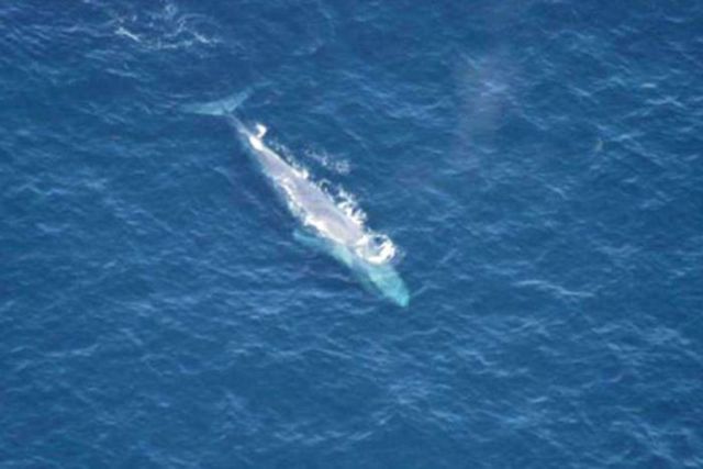 Μικρή φάλαινα ξεβράστηκε σε παραλία στην Κρήτη