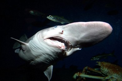 Η ζήτηση για ωμέγα-3 αφανίζει τους καρχαρίες