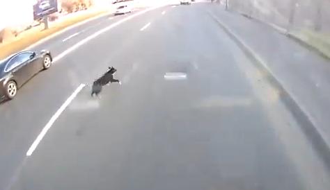 O πιο τυχερός σκύλος