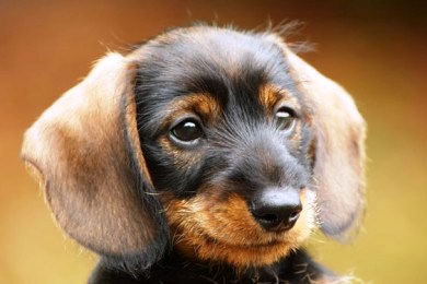 Υποχρεωτικό από το 2016 το μικροτσίπ στους σκύλους στην Βρετανία