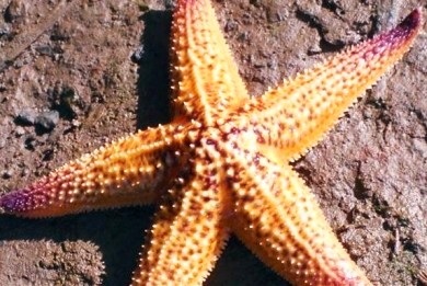 Αστερίες πεθαίνουν μαζικά σε ωκεανούς-σούπες