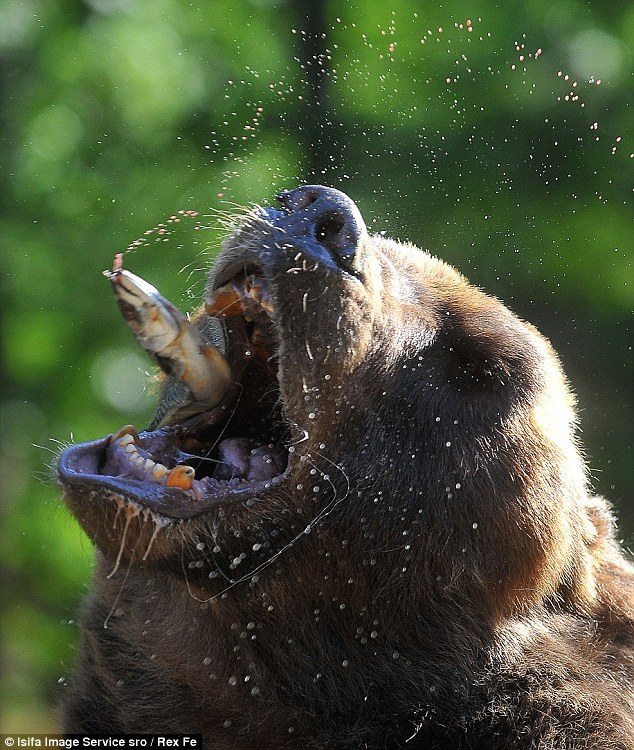 «Ιπτάμενο σκουμπρί» μέσα στο&#8230; στόμα της αρκούδας