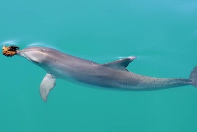 Δελφίνια περνούν τα μυστικά «ψαρέματος» από γενιά σε γενιά