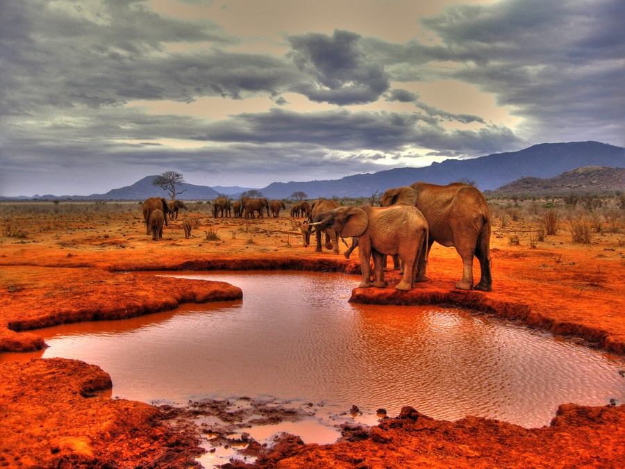 Οι κόκκινοι ελέφαντες της Κένυας